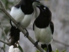 Black-chested Jays