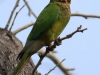 Brown-throated Parakeet2