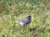 Gray Seedeater