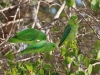 Green-rumped Parrotlets