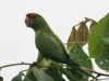 Scarlet-fronted Parakeet2