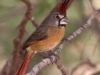 Vermillion Cardinal female