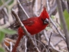 Vermillion Cardinal