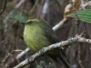 Yellow-bellied Chat-tyrant