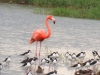 American Flamingo2