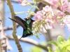 Antillean Crested Hummingbird2