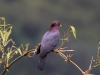 Scaly-naped Pigeon