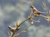 Shiny Cowbird females