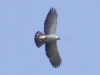 black-and-white-hawk-eagle