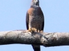 double-toothed-kite-front