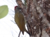 golden-olive-woodpecker