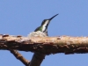 green-breasted-mango-in-nest