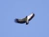 king-vulture