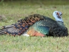ocellated-turkey-reclining