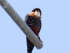 orange-breasted-falcon