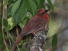 red-throated-ant-tanager