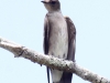 ridgways-rough-winged-swallow