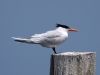 royal-tern