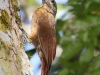 strong-billed-woodcreeper