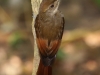 tawny-winged-woodcreeper