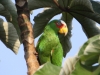 white-fronted-parrot