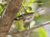yellow-throated-warbler