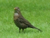 Eurasian Blackbird female