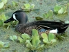 blue-winged-teal