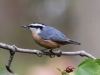 red-breasted-nuthatch3