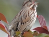 song-sparrow