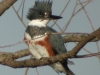 belted-kingfisher