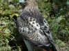 red-tailed-hawk3