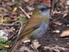 031-black-billed-nightingale-thrush