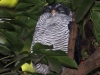 043-black-and-white-owl