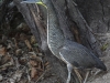 059-bare-throated-tiger-heron