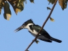 061-amazon-kingfisher