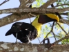 087-chestnut-mandibled-toucan