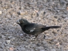 119-thick-billed-seed-finch