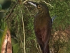 145-spotted-woodcreeper