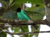 169-green-honeycreeper-male