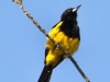 179-black-cowled-oriole