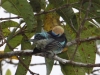 239-golden-hooded-tanager