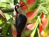271-black-cheeked-woodpecker
