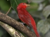 365-summer-tanager