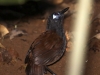 397-chestnut-backed-antbird