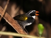413-orange-billed-sparrow