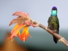 481-magnificent-hummingbird