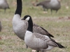 cackling-goose