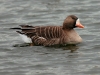 greater-white-fronted-goose