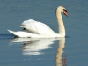 mute-swan